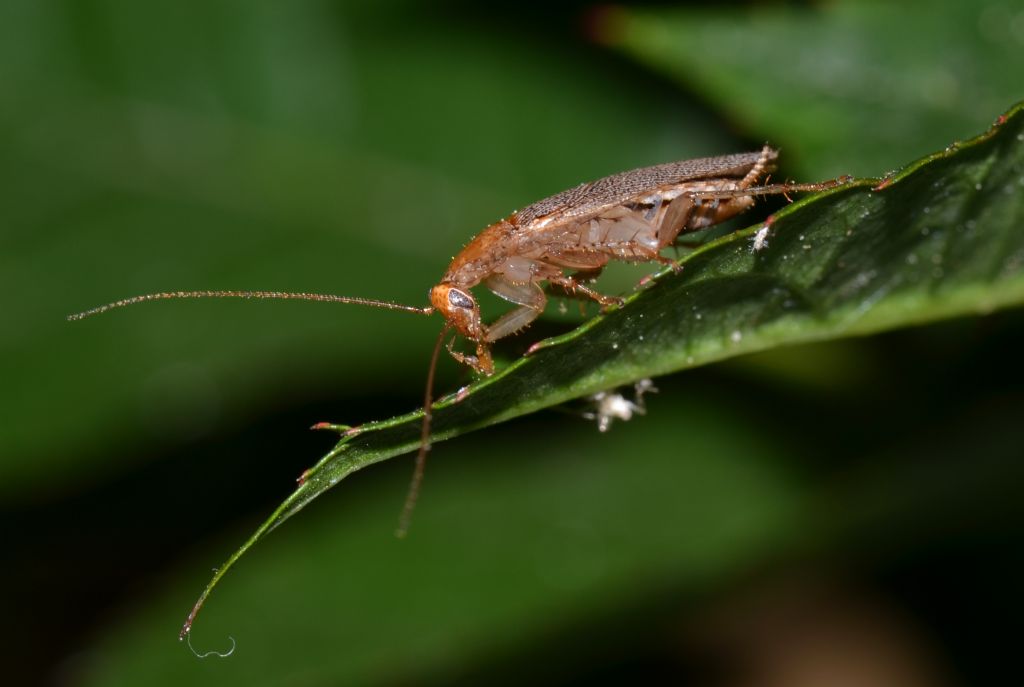 Blatta? - Ectobius sp.